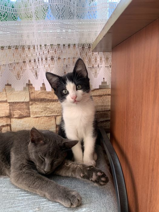 Котик безкоштовно