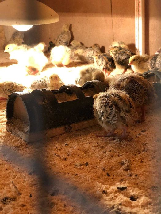 Перепілки  рахів