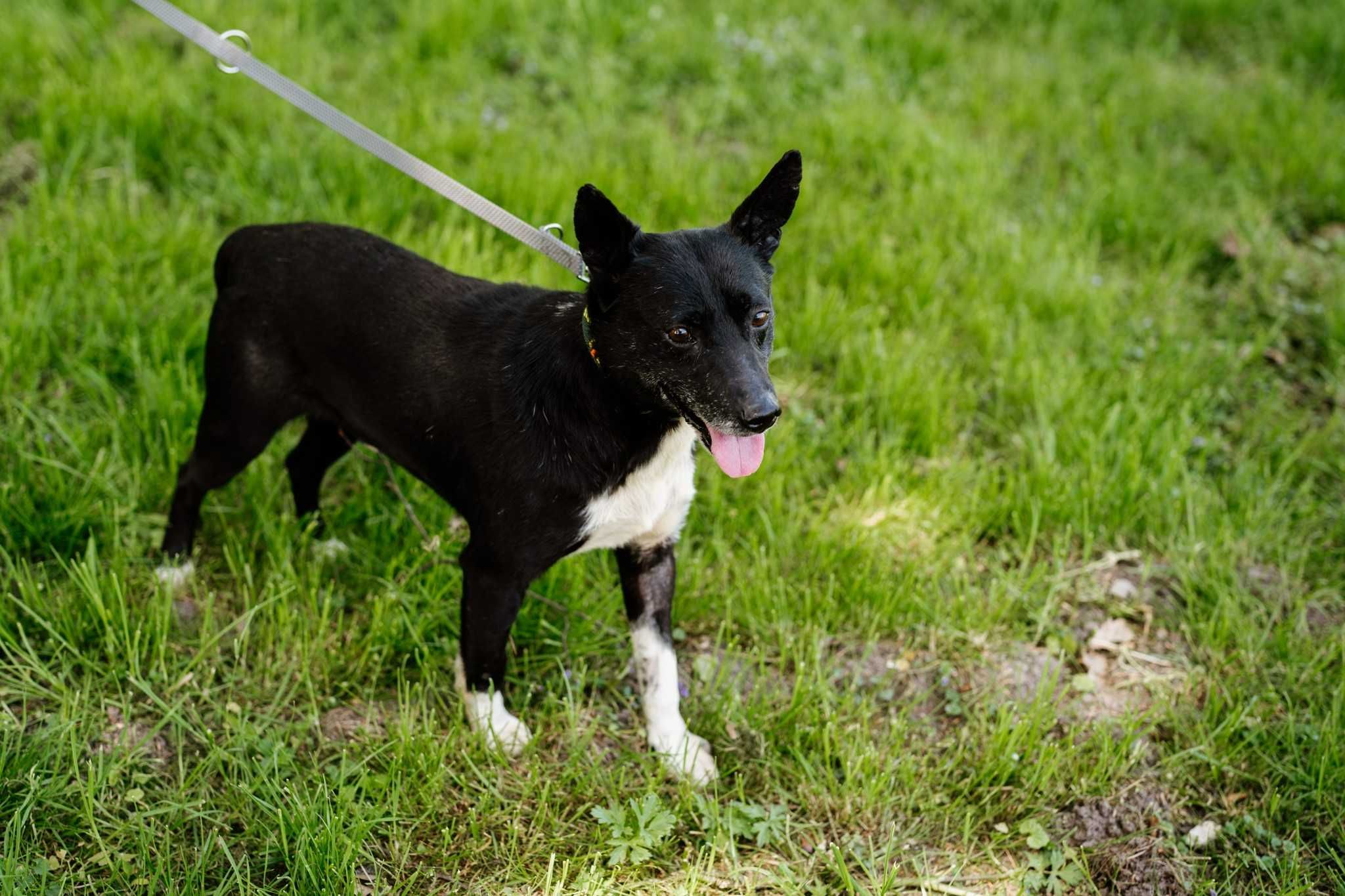 YAKUMI: łagodny, delikatny, spokojny gotowy do adopcji