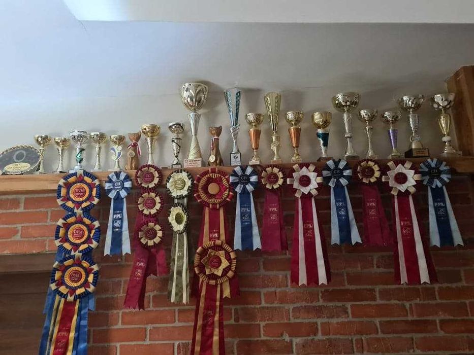 Flavia Liliowy Zakątek*Pl kotka w kolorze kremowym wystawowo/hodowlana