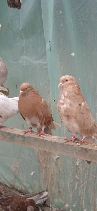 Gołębie ozdobne , mikołajewskie