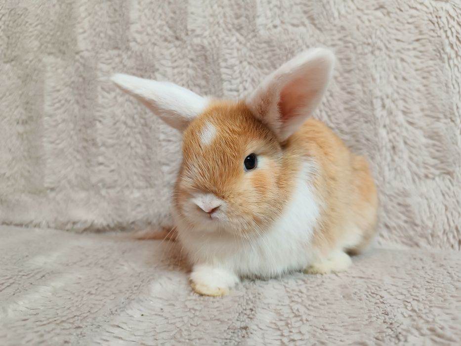 Królik króliki karzełki baranki miniaturki CENA CAŁKOWITA