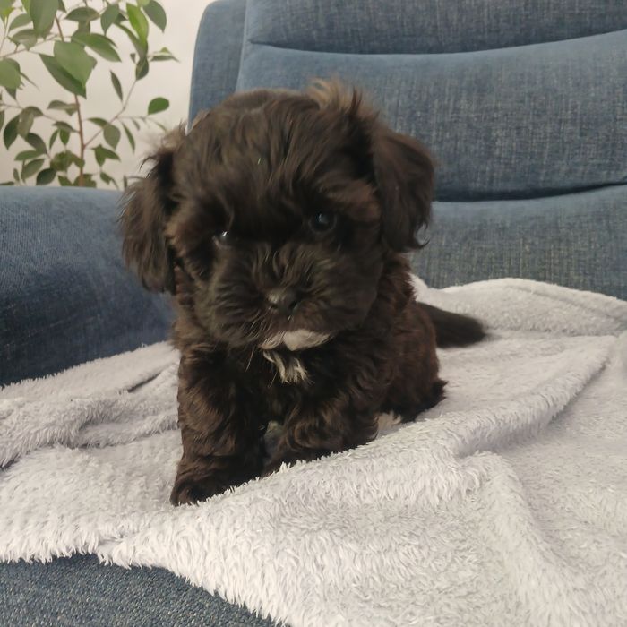 Pies samiec Shihpoo – Pudel miniatura red i Shih tzu tricolor.