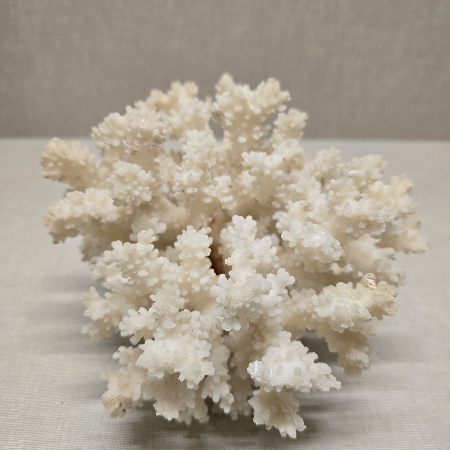 Lindíssimo coral branco