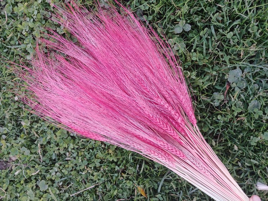 Пшениця Жизель — сухоцвіти для декору і флористики