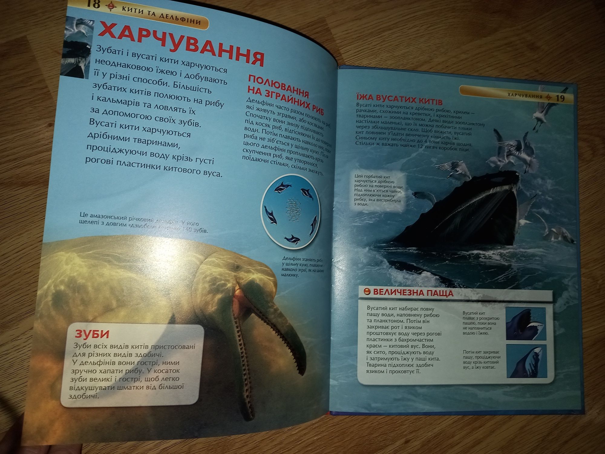 Кити та дельфіни