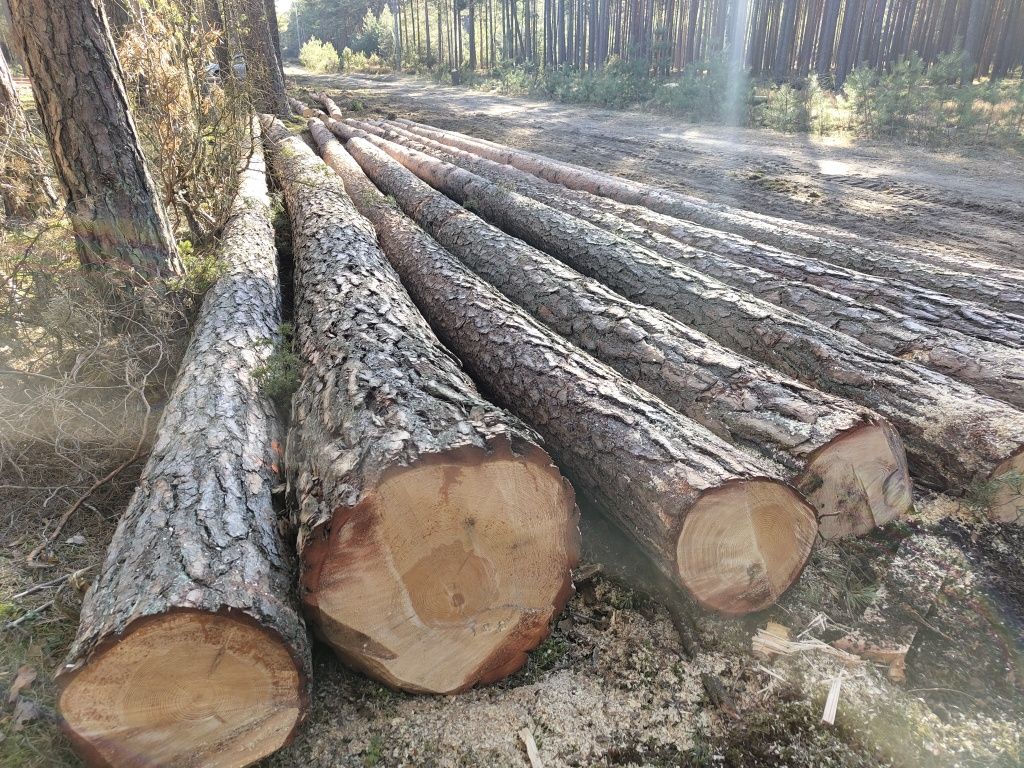 Drzewo Tartaczne Wielkowymiarowe i Sredniowymniarowe