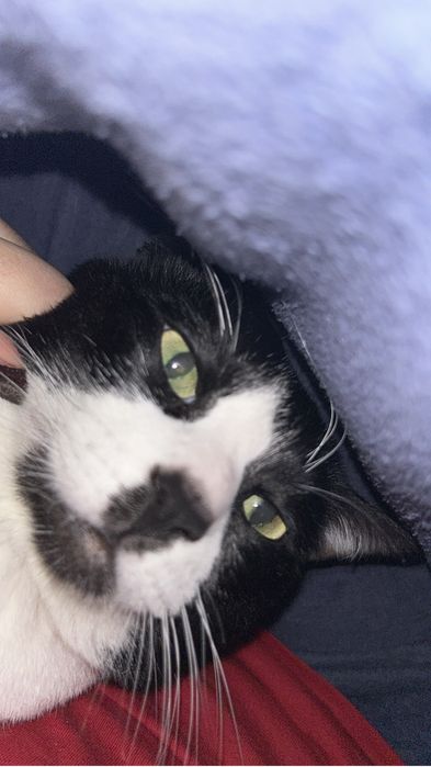 Cuidadora de gato