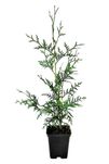 Thuja Szmaragd | Brabant | Żywotnik | P9 | certyfikat CAC