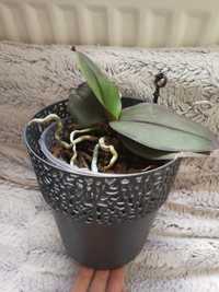 Storczyk orchidea