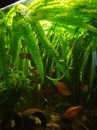 Roślina akwariowa kryptokoryna, zwartka