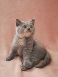 Urocza wesoła kotka brytyjska o imieniu Viki niebieski szylkret
