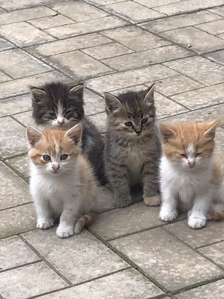 Кошенята безкоштовно