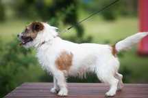 Reproduktor Jack Russell Terrier FCI ZKwP