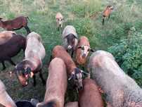 OWCE barbados, kameruńskie, olkuskie MIX