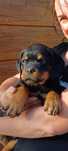 Rottweiler piesek FCI