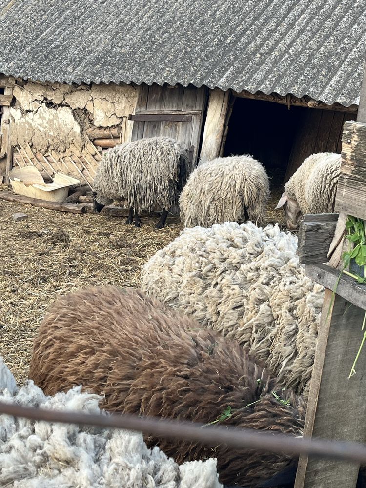 Барани та маленький баранчик