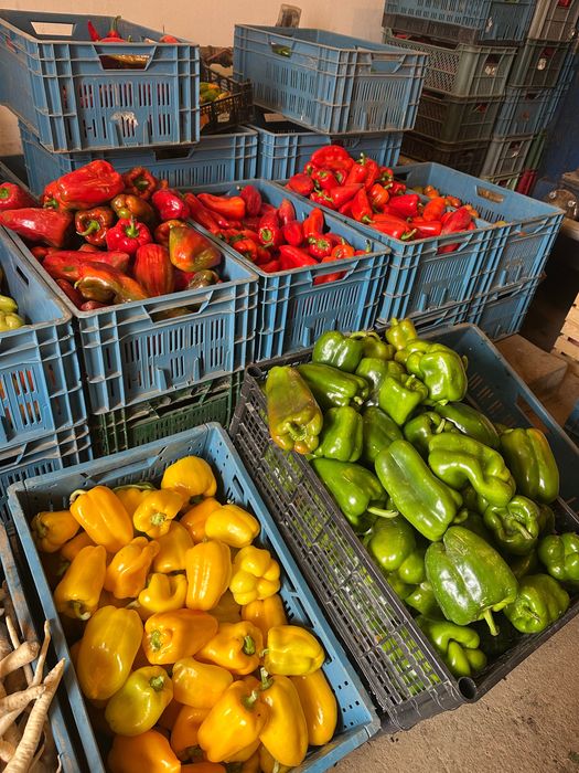 Papryka czerwona, żółta i zielona