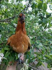 Продам инкуб.яйца отЛюйкеданьцзи- порода загадочных курочекчек