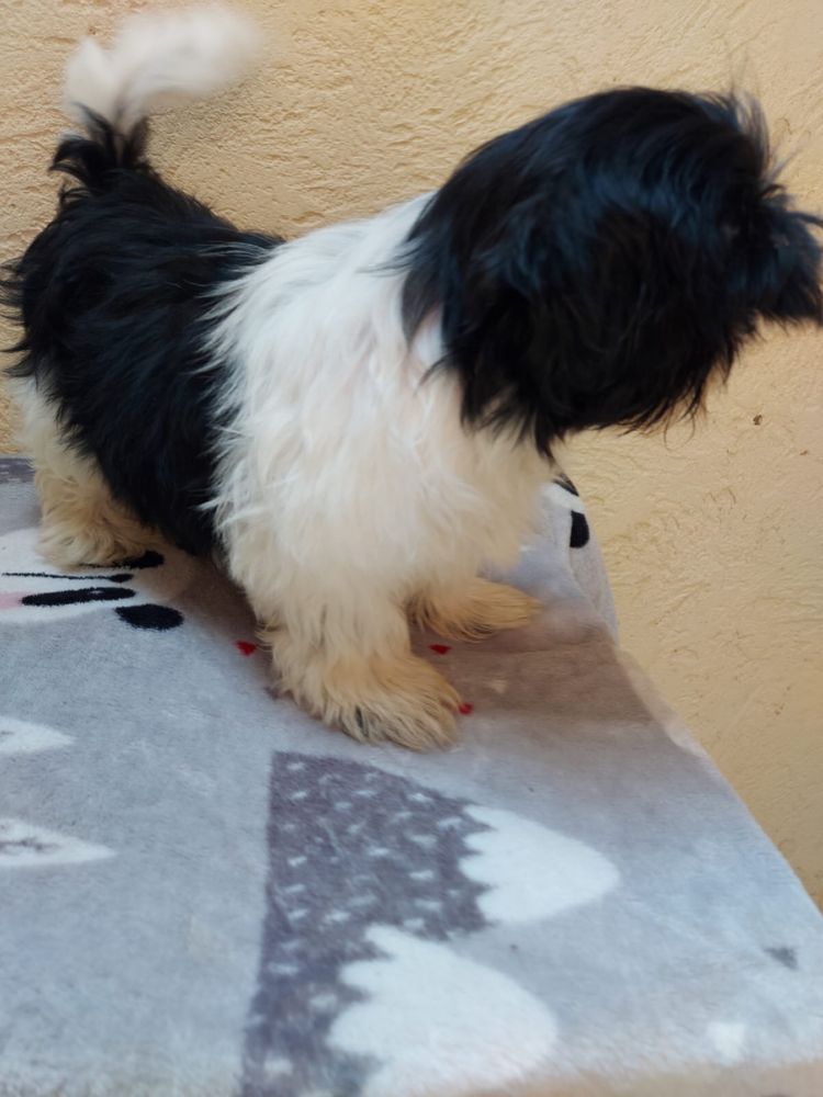 Suczka shih tzu.