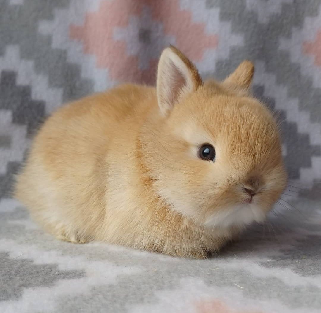 Coelhos anões + gaiola nova + alimentação adequada