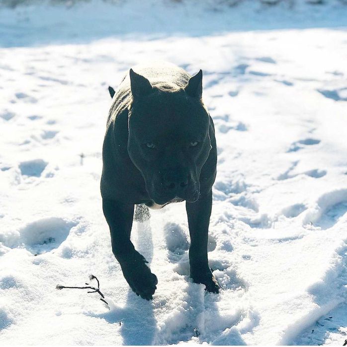 Ам-стаф случка . Родословний .