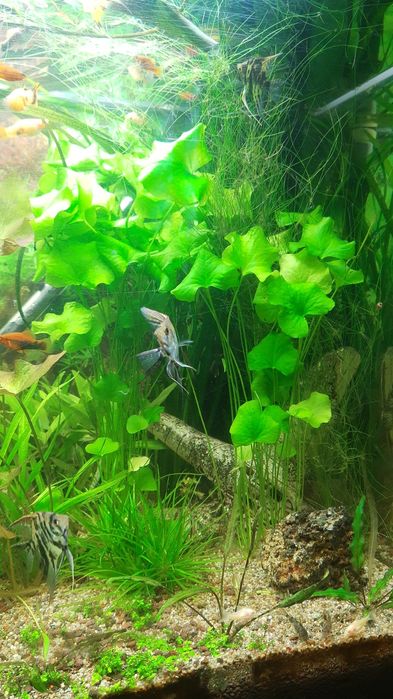 Rośliny akwariowe Lotos Taiwan liście Cattapa Ketapang