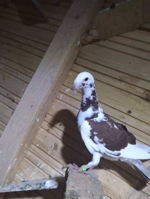 Niemieckie wystawowe para i młody cena za całość