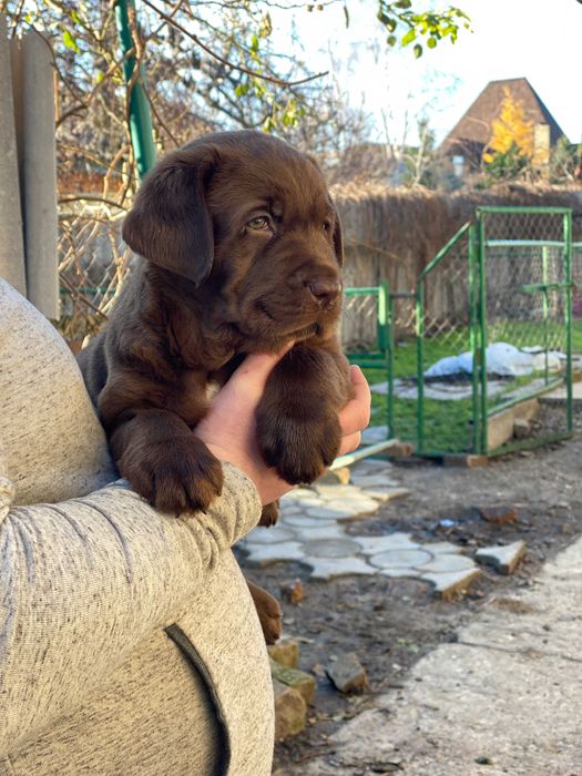 Цуценя / цуценята Лабрадора / щеня / щенята / щенок / щенки / Ретривер