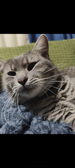 Пропал кот, Поселок горького Таромское Ул. Институтская