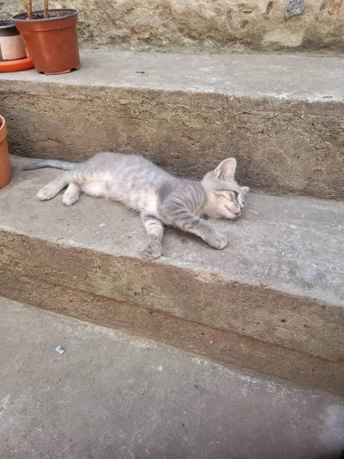 Котенок девочка бесплатно. Кошечка. Котята даром. Кошка . .