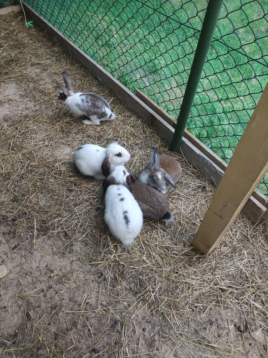 Pokoje do wynajęcia - Mazury