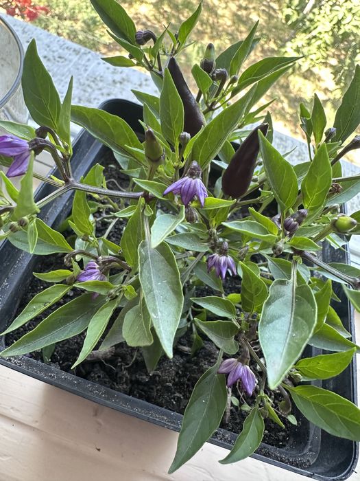 Острый комнатный перец