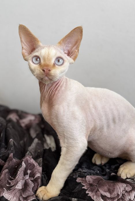 Śliczny kocurek Devon Rex Gucio