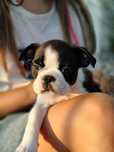 Boston terrier ZKwP