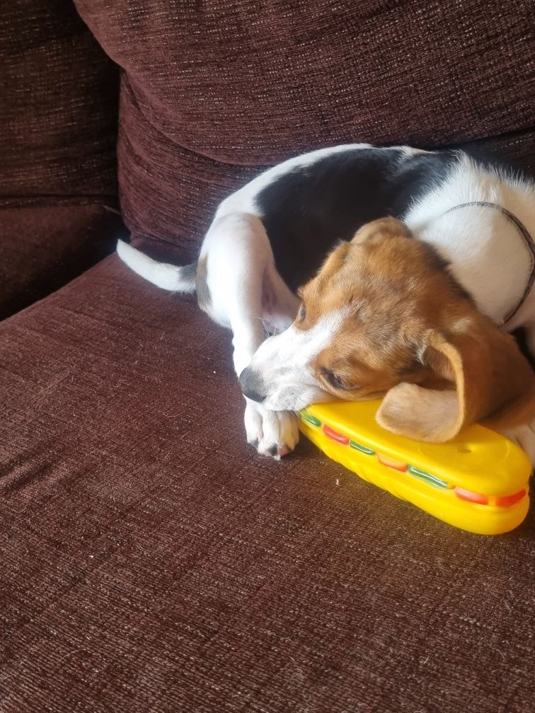 Cão fêmea Beagle