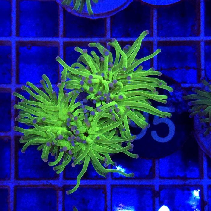 Euphyllia Glabrescens Fluo Green - 2 głowy