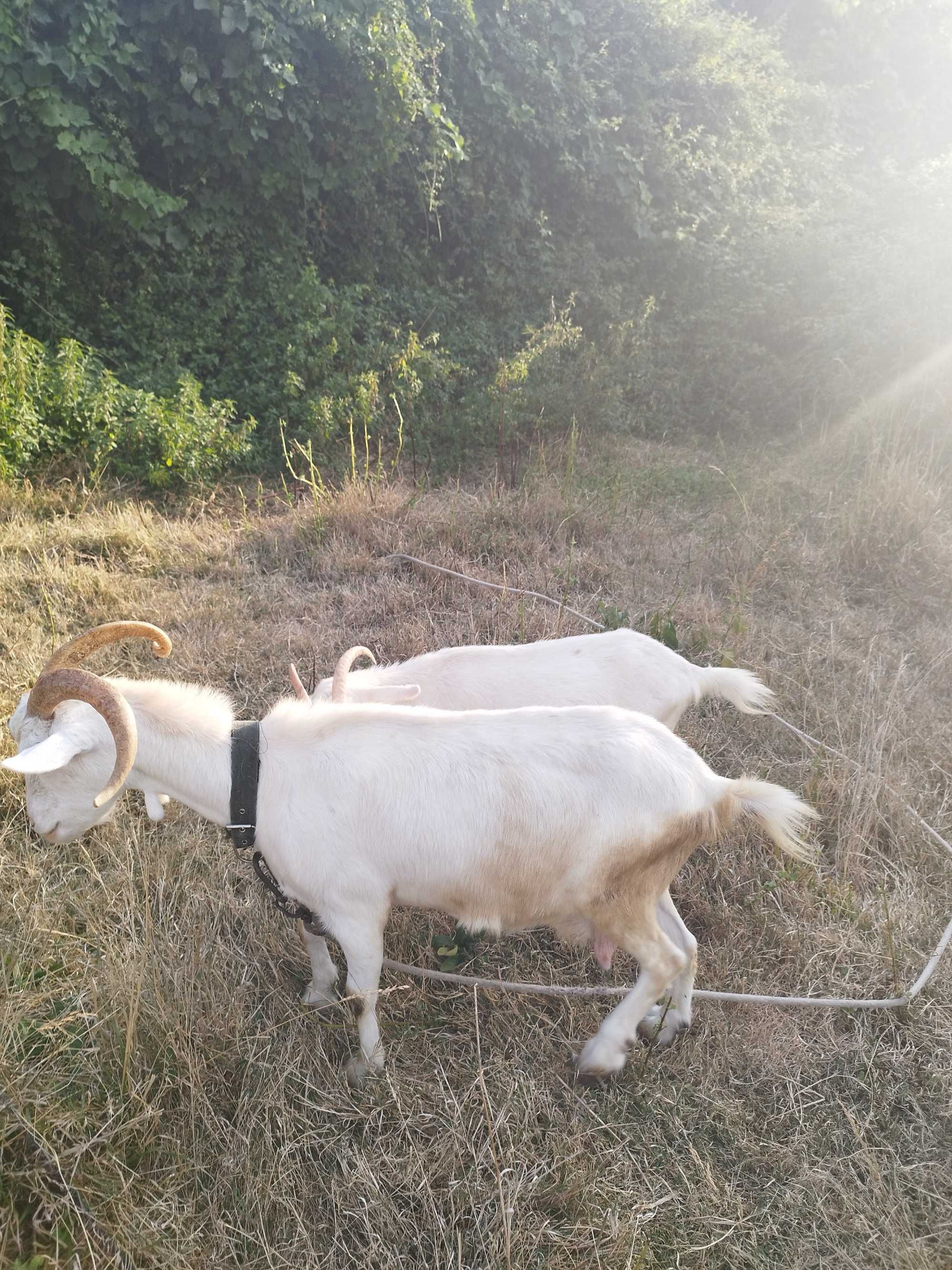2 cabras mãe e filha
