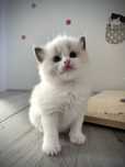 Kotka Ragdoll po European Championie