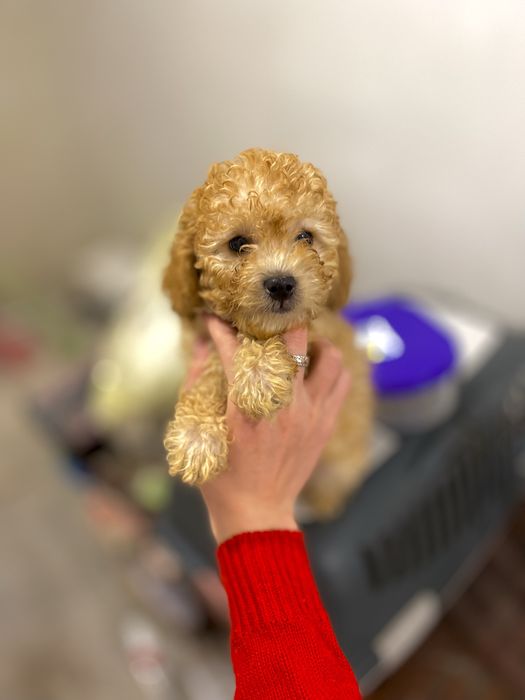 Мини мальчик мальтипу — редкая красота и шикарный характер!