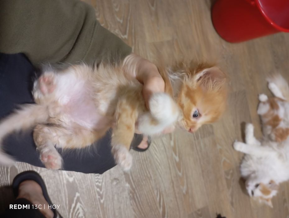 Одам котят в хорошие руки