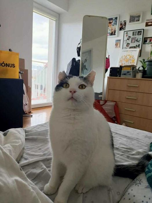 To ja, Grubcio - taki kotek do adopcji