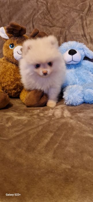 Szpic pomeranian chłopak