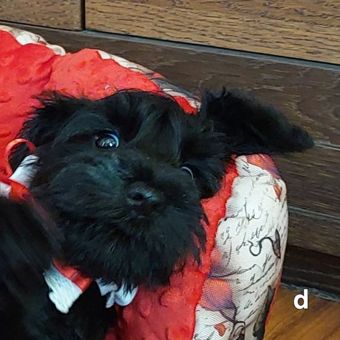 Sznaucer miniaturowy-wielkie serce wspaniały  inteligencjia