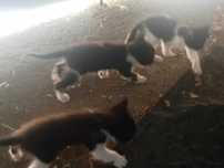 Adoção 3 gatinhos 2 meses