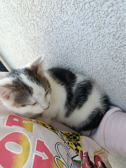 Oddam w dobre ręce 2 kotki
