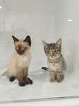 Gatinhos bebés para adoção responsável
