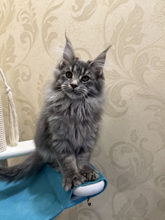 Шикарная девочка Мей кун