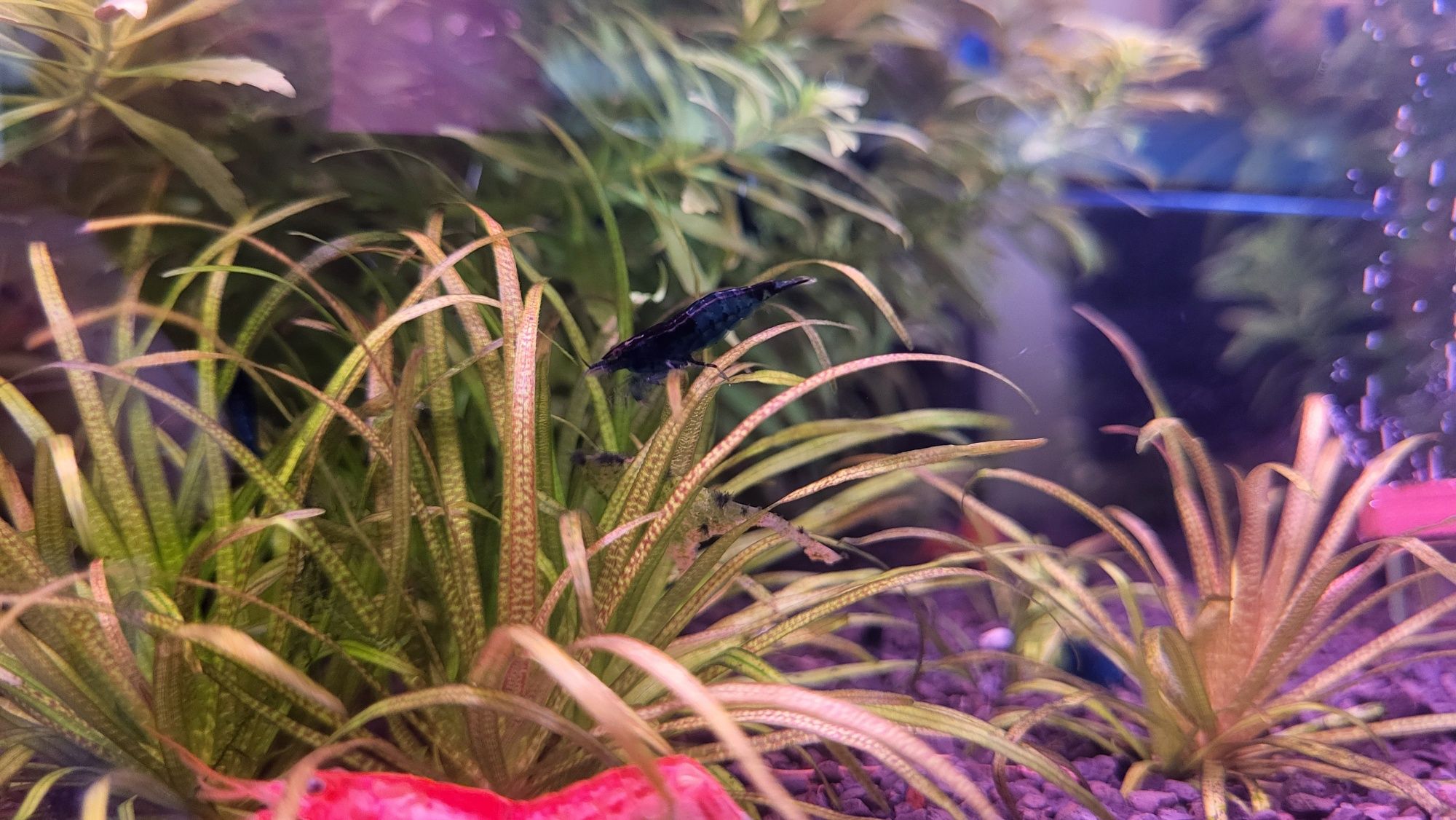 Krewetki Blue Velvet
