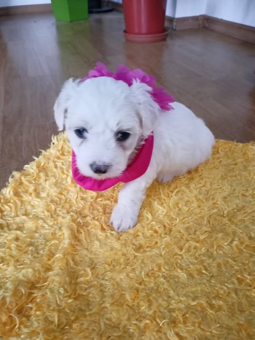 Maltańczyk szczeniaczki